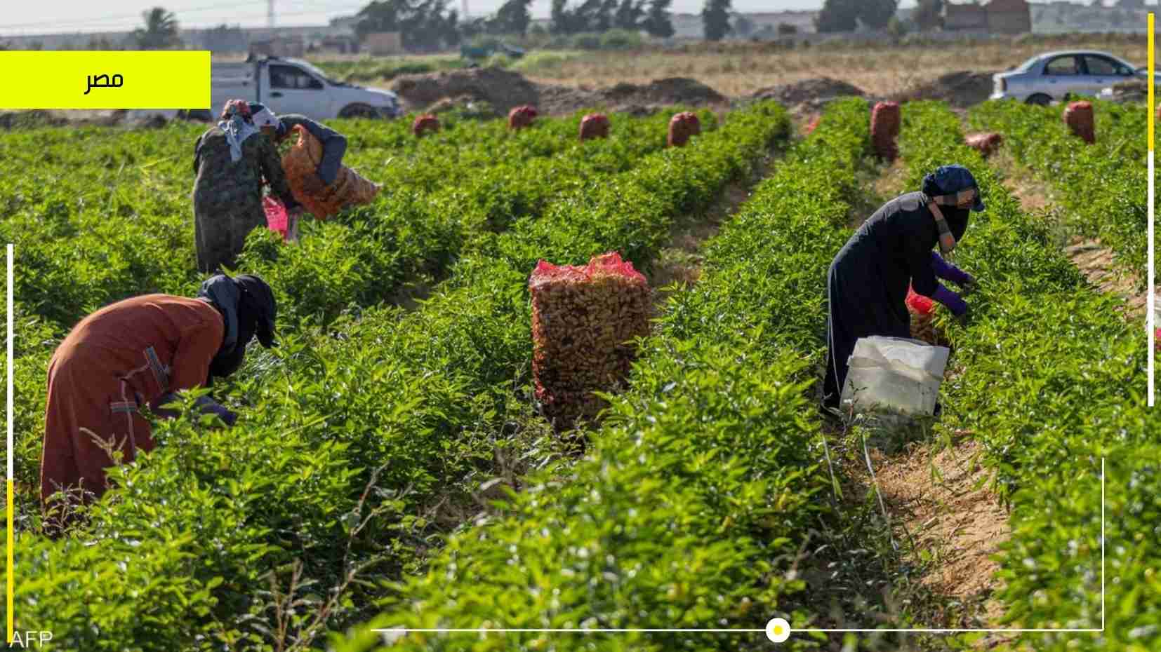 مصر تتفوق في مجال الصادرات الزراعية 