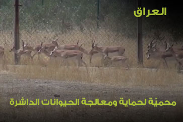 العراق .. محميّة لحماية ومعالجة الحيوانات الداشرة في العراق