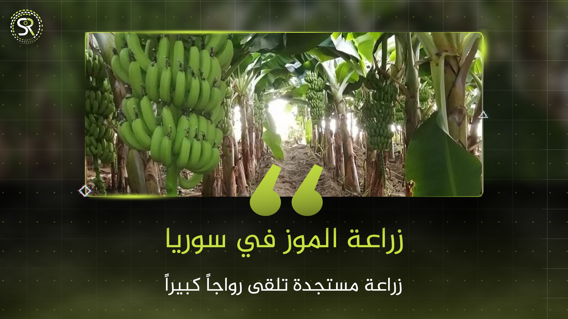 زراعة الموز في الساحل السوري.. محصول جديد ينافس الزراعات التقليدية