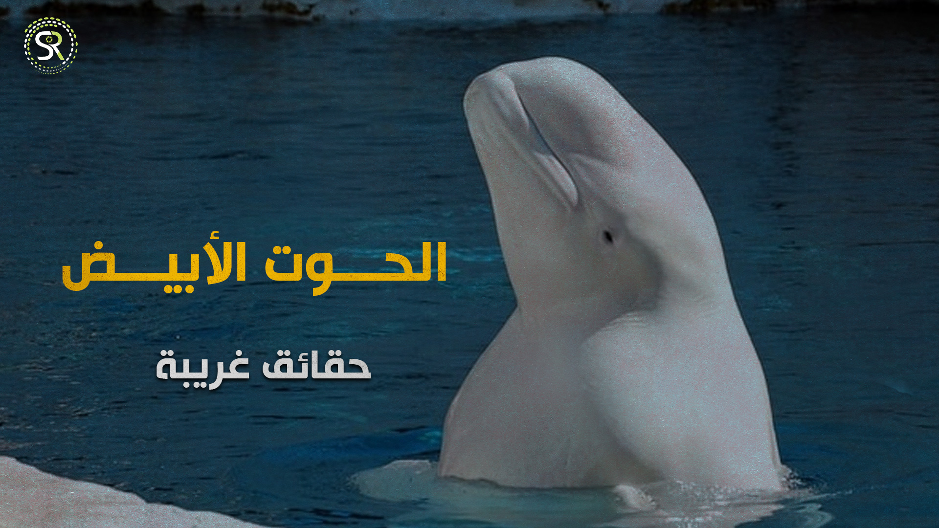 يقلِّد لغة البشر! حقائق مهمَّةٌ عن الحوت الأبيض (بيلوغا)
