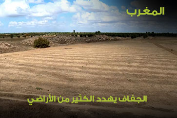 المغرب.. الجفاف يهدد الكثير من أراضي الزيتون