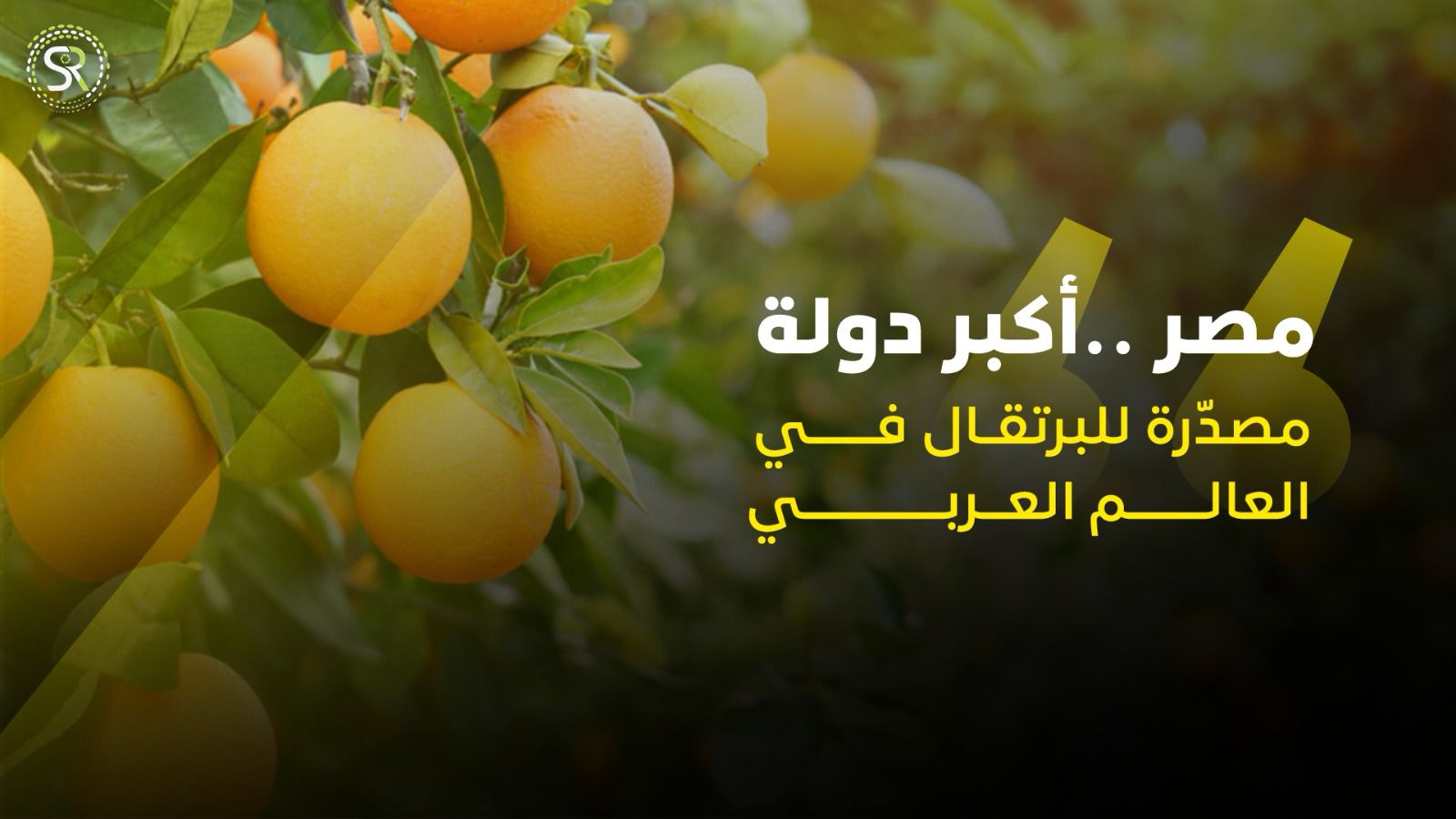 مصر .. أكبر منتج للبرتقال في العالم