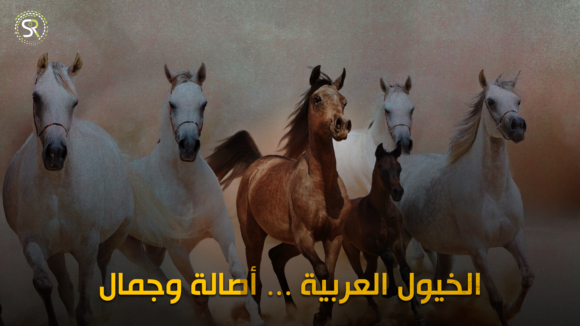 الخيول العربيَّة في تركيا ... أصالةٌ وجمالٌ